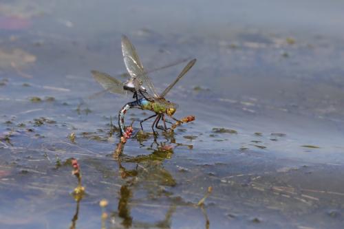 Anax imperator